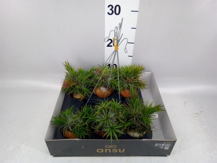 <h4>Tillandsia</h4>