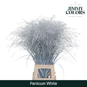 Panicum L90 White