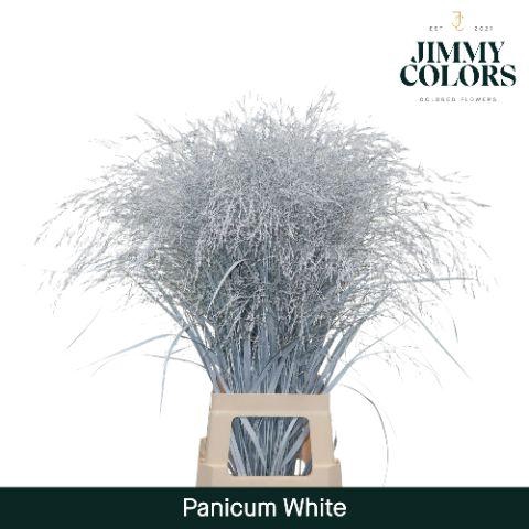 <h4>Panicum L90 White</h4>