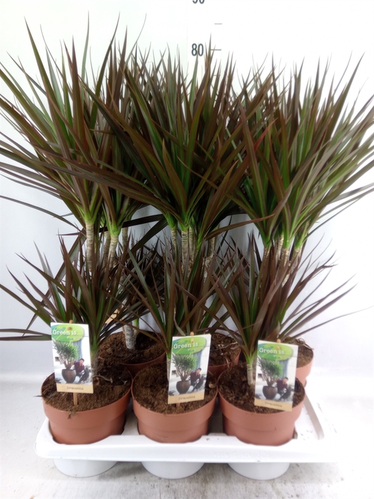 <h4>Dracaena marg. 'Magenta'</h4>