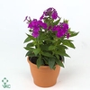 Phlox Purple Flame 23Ø 45cm