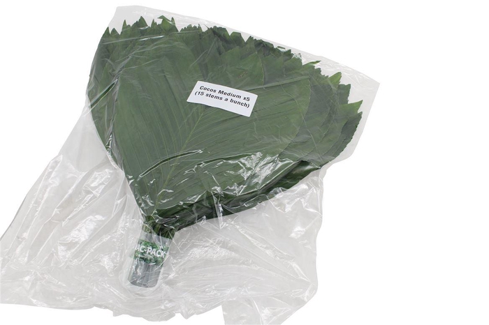 <h4>Cocos Medium V P X5</h4>