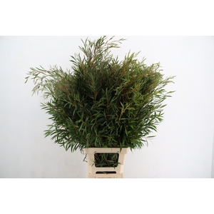 EUCA OV BLAD