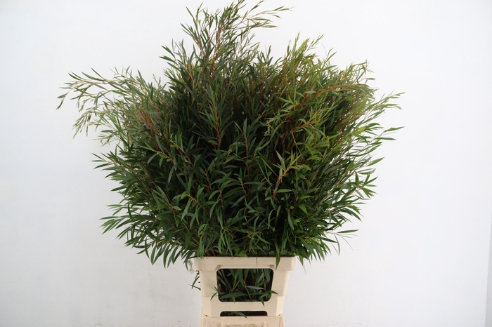 <h4>EUCA OV BLAD</h4>