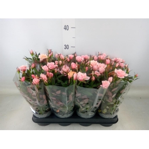 Rosa  'Rosaroma Pink'