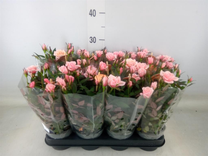 <h4>Rosa  'Rosaroma Pink'</h4>