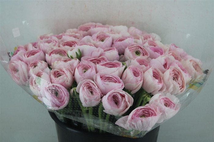 <h4>Ran Cloni Ex Favola</h4>