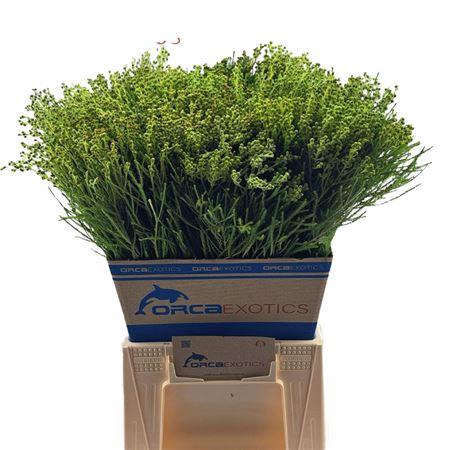 <h4>Kaaps Lanuginosa Green Gr.</h4>