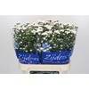 Aster Cassy