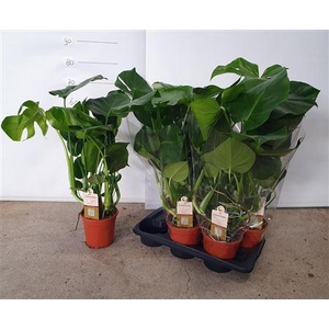 Monstera Deliciosa