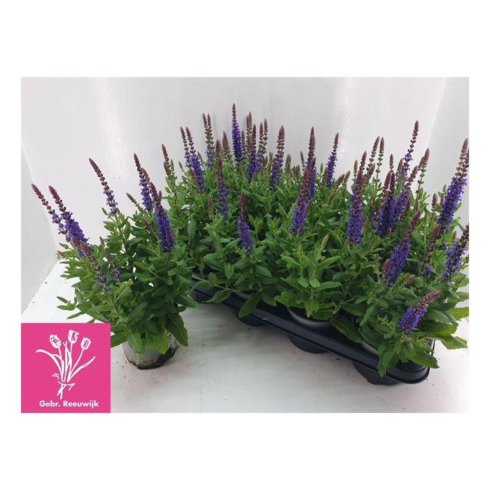 <h4>Salvia nem. Sensation Deep Blue 12Ø 34cm</h4>