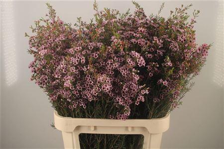 <h4>Chamelaucium Early Nir Pale Pink</h4>