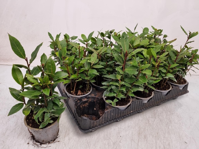 <h4>LAU NOBILIS</h4>