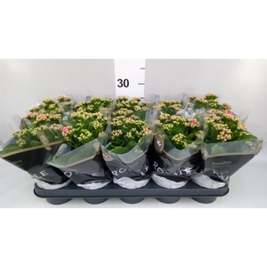Kalanchoe blos. 'RosDon Nando'