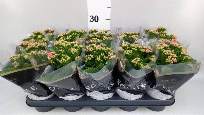 <h4>Kalanchoe blos. 'RosDon Nando'</h4>