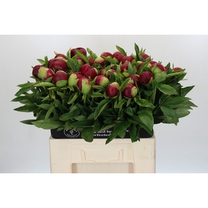 Paeonia Red Charm
