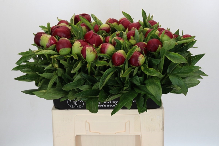 <h4>Paeonia Red Charm</h4>