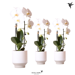 Kolibri Orchids Cascade Niagara fall 1spike Harmony white