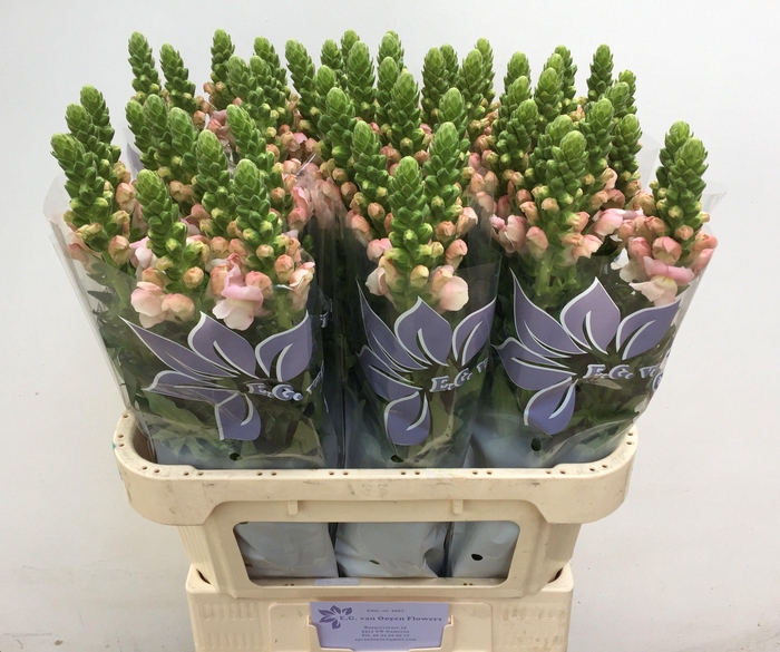 <h4>ANTIR AVIGNON PINK</h4>