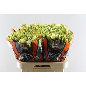 Eust G Rosita Yellow