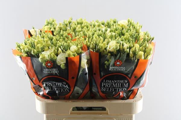 <h4>Eust G Rosita Yellow</h4>