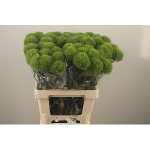 Di Barb Kiwi Mellow Extra