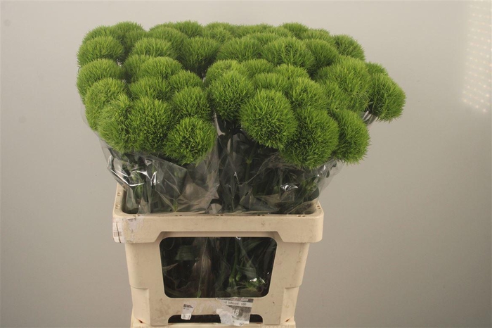 <h4>Di Barb Kiwi Mellow Extra</h4>