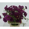 COSMOS BIPINNATUS PURPLE