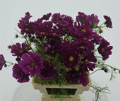 COSMOS BIPINNATUS PURPLE