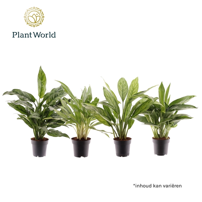 <h4>Aglaonema gemengd</h4>