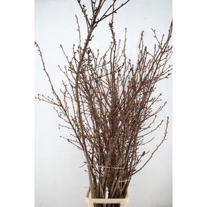 PRUNUS SERRULATA KANZAN PER STEM 180CM