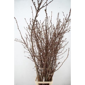 PRUNUS SERRULATA KANZAN PER STEM 180CM