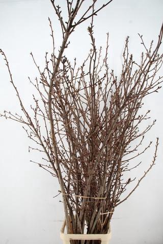 <h4>PRUNUS SERRULATA KANZAN PER STEM 180CM</h4>