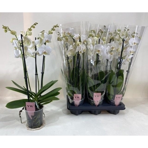 PHAL AN INVERNESS
