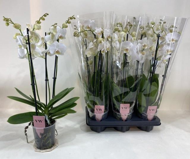 <h4>PHAL OV WIT</h4>