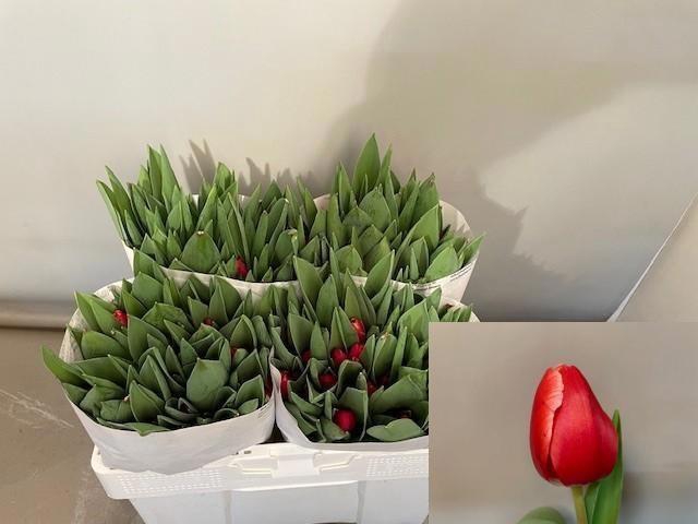 <h4>TU EN KUNG-FU</h4>