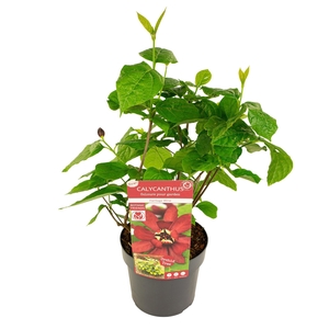 Sinocalycanthus 'Hartlage Wine' ®