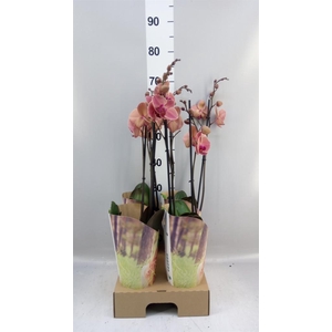 Phalaenopsis  'Ant Narbonne'