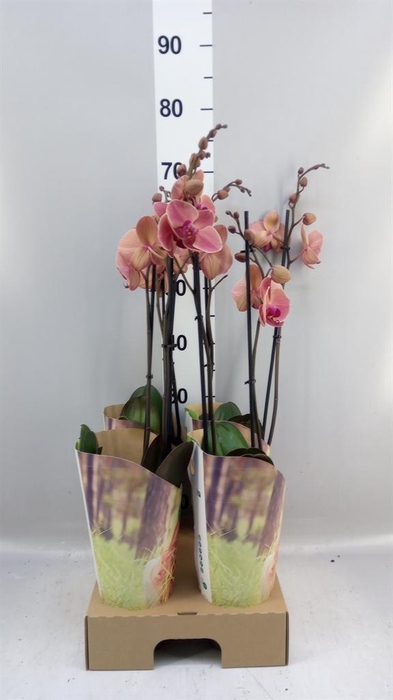 <h4>Phalaenopsis  'Ant Narbonne'</h4>
