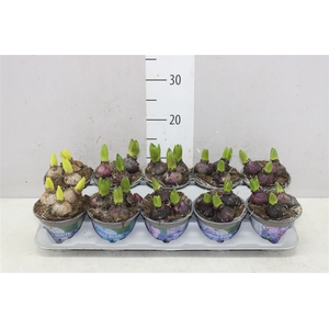 Hyacinthus Gemengd 3pp