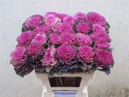 <h4>Brass First Lady</h4>