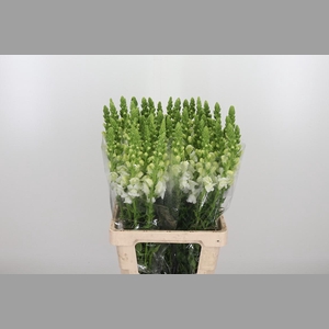 Antirrhinum Po White