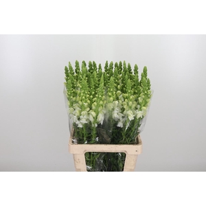 Antirrhinum Po White