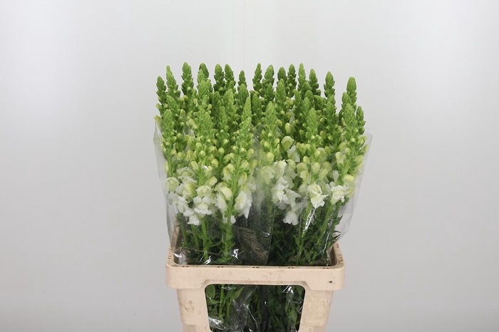 <h4>Antirrhinum Po White</h4>