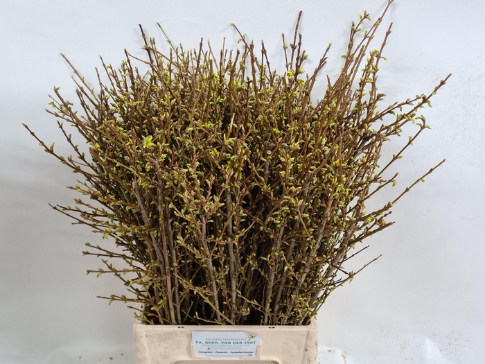 <h4>FORSY I SPECTABILIS</h4>