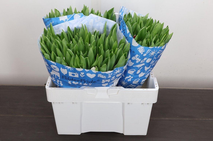 <h4>Tu En Royal Virgin</h4>