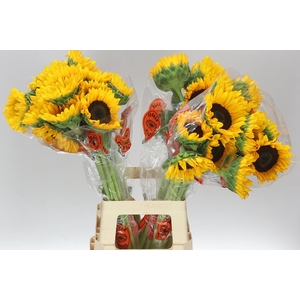 Helianthus Import