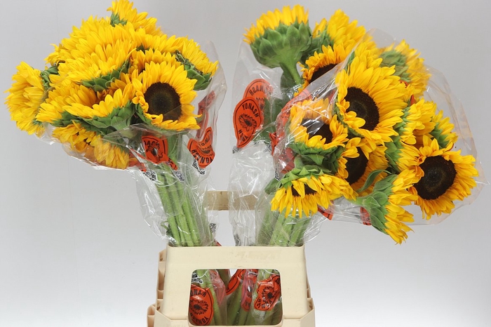 <h4>Helianthus Import</h4>