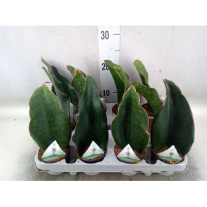 Sansevieria   ...