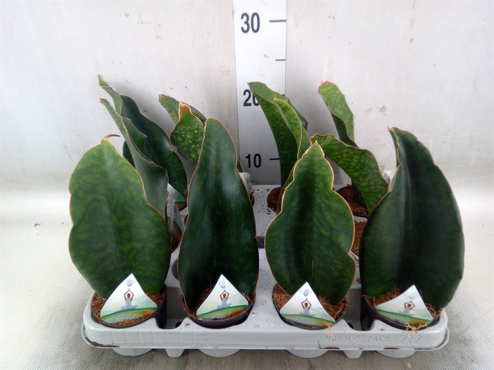 <h4>Sansevieria   ...</h4>